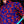 Load image into Gallery viewer, Medium shot of adult male model of medium build wearing the 7-Strong Dat Boil shirt in deep navy blue with red crawfish patterned throughout overlapping one another. 
